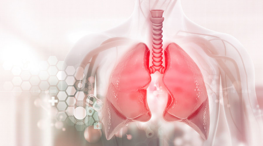 Comment fonctionnent les poumons?