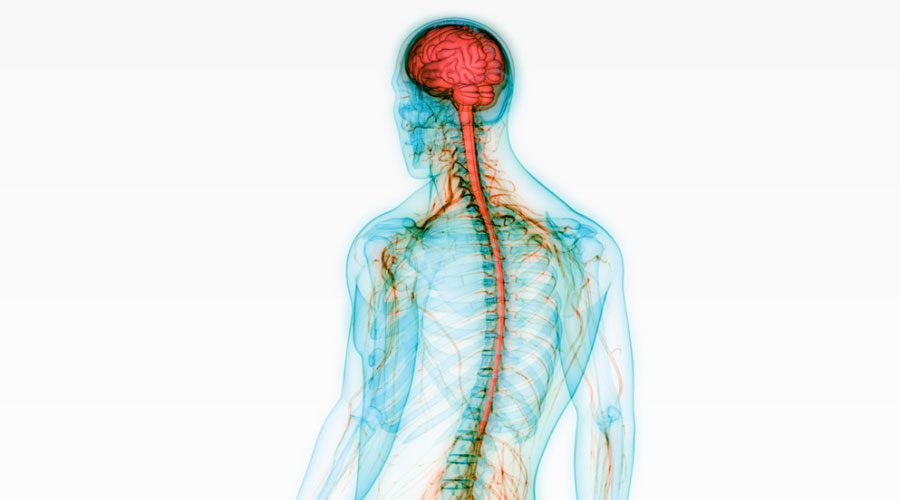 Comment fonctionne le système nerveux?