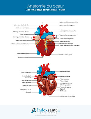 Anatomie du cœur