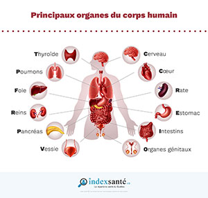 Principaux organes du corps humain