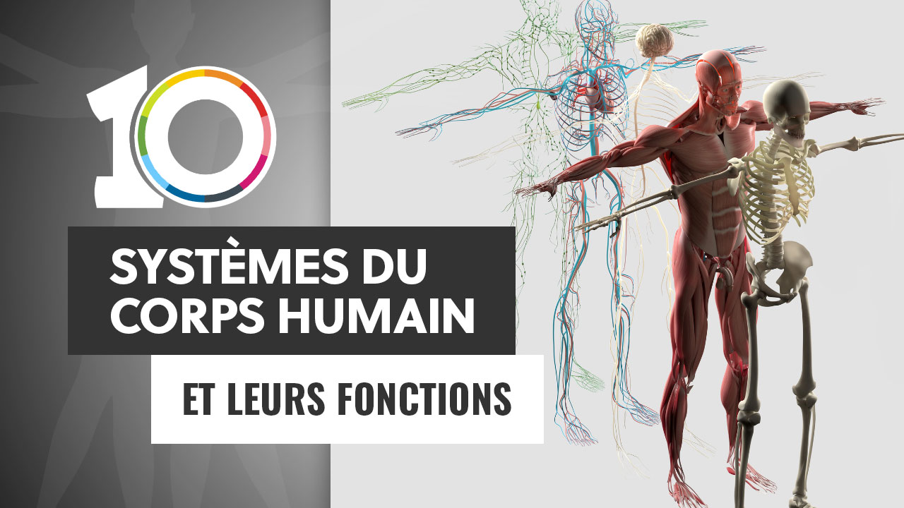 Les 10 systèmes du corps humain