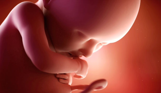 Les étapes de développement du fœtus