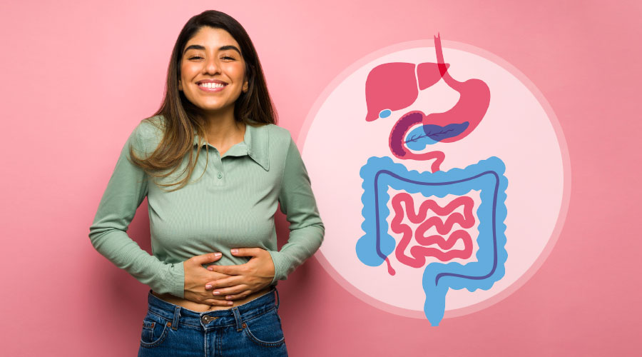Anatomie et fonctions du système digestif