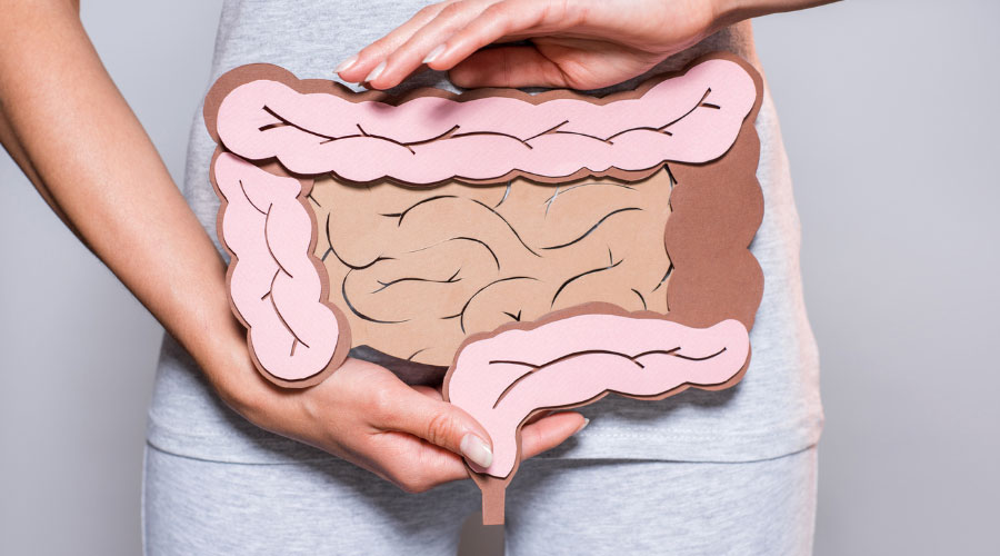 Fonctionnement des intestins (intestin grêle et gros intestin)