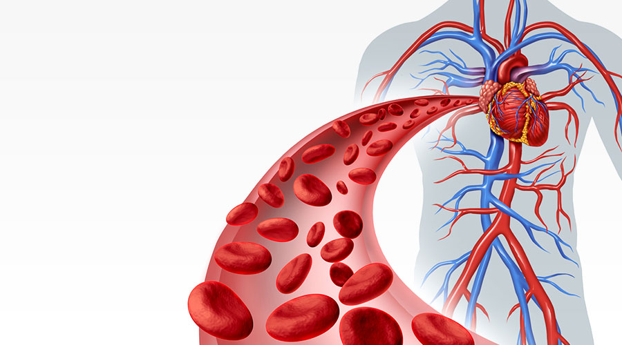 Fonctionnement du système circulatoire (cardiovasculaire)