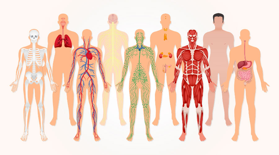 Les 10 systèmes du corps humain