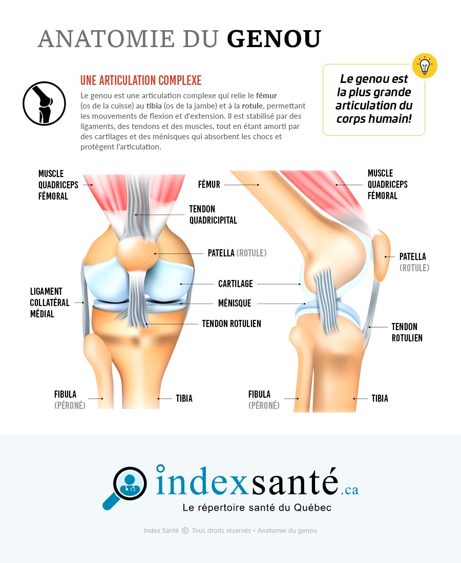 Anatomie du genou