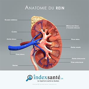 Anatomie du rein