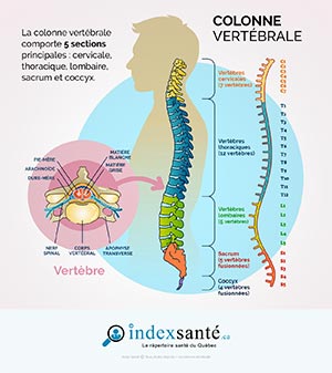La colonne vertébrale