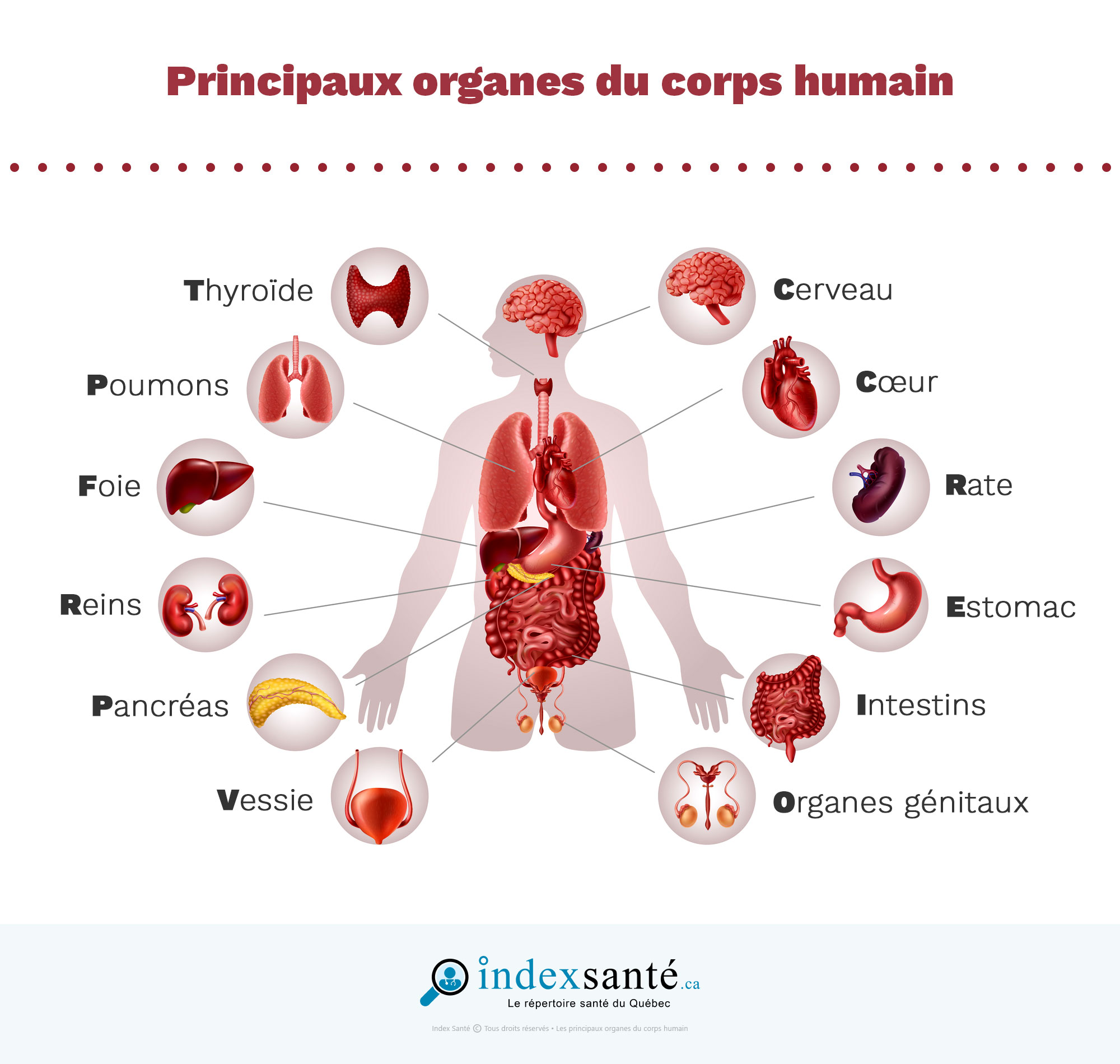 Les principaux organes du corps humain