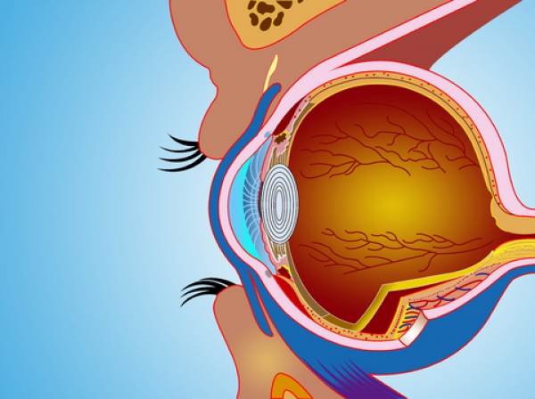 Freiner le glaucome et d'autres maladies neurodégénératives