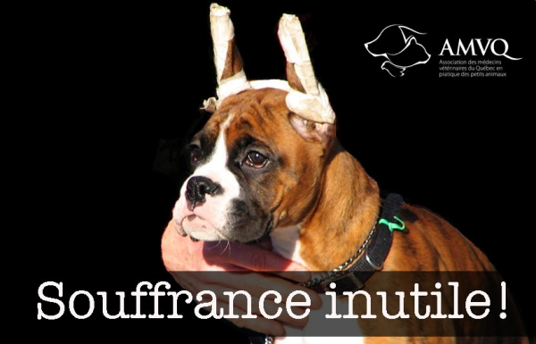 Il y a encore trop de chiens avec les oreilles coupées au Québec